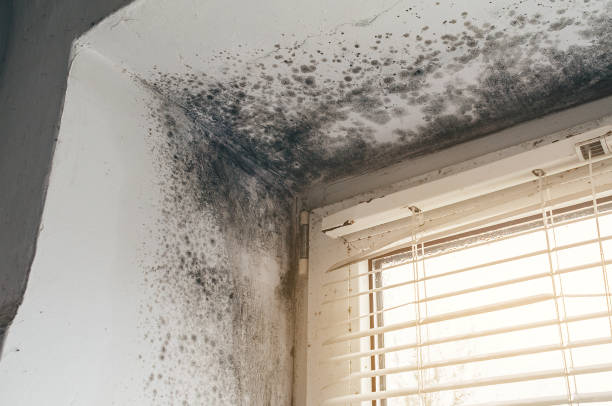 Affordable Attic Mold Remediation solutions in Linden, TN