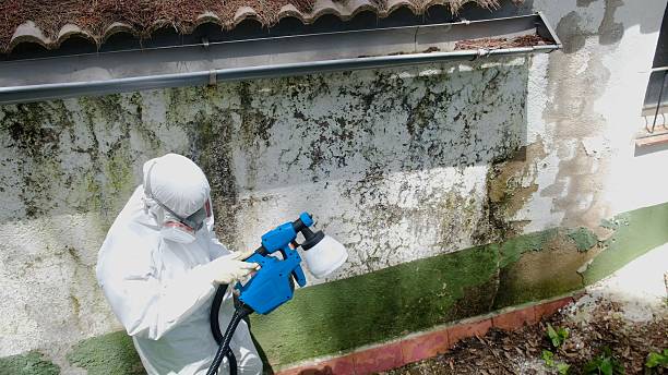 Top rated local Attic Mold Remediation specialists in Linden, TN